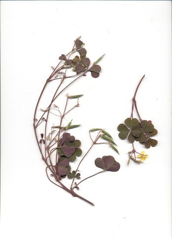 woodsorrel, creeping